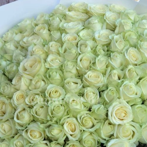 Букет &laquo;101 белая роза&raquo;