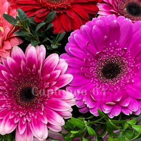 Цветочная композиция в шляпной коробке &laquo;Герберовое настроение&raquo;